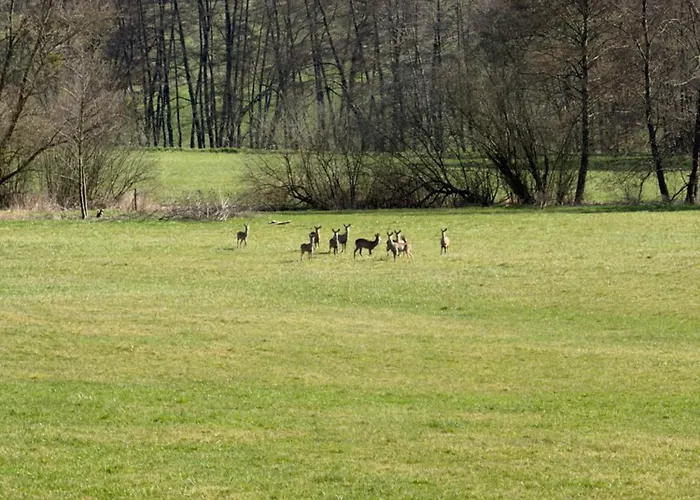 Entre Sabots Et Ronrons