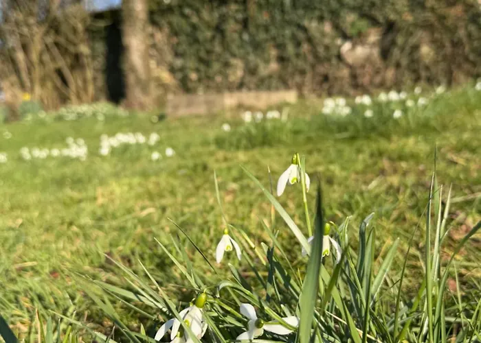 Konukevi Entre Sabots Et Ronrons