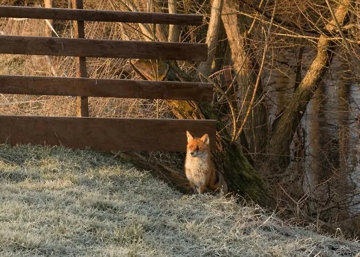 Konukevi Entre Sabots Et Ronrons Butten