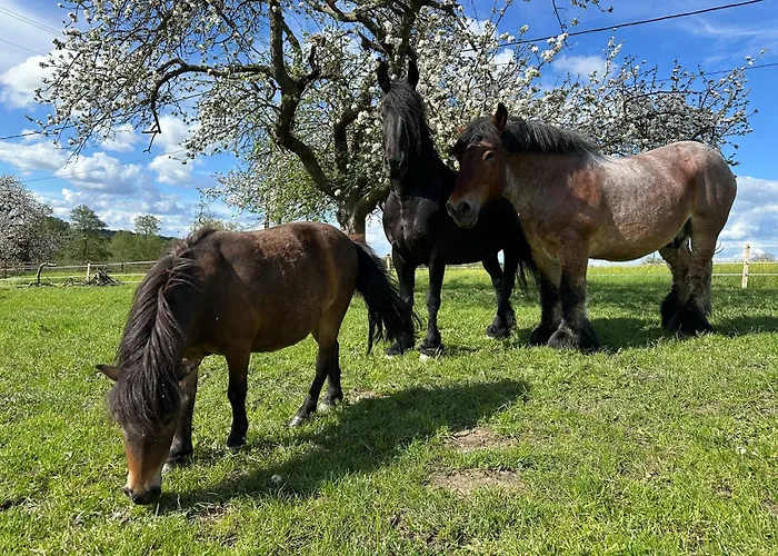 Entre Sabots Et Ronrons Konukevi Butten